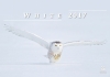 White (Белый)